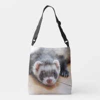 Cute Sable Ferret