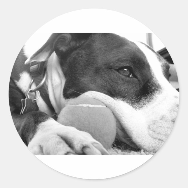 cute sad looking pitbull dog black white with ball classic round sticker (Front)