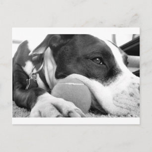 cute sad looking pitbull dog black white with ball postcard
