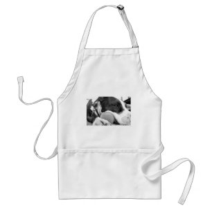 cute sad looking pitbull dog black white with ball standard apron