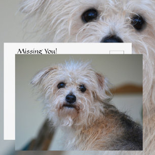 Cute Sad Scruffy Puppy Missing You Photographic Postcard