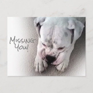 Cute, Sad White Boxer Postcard