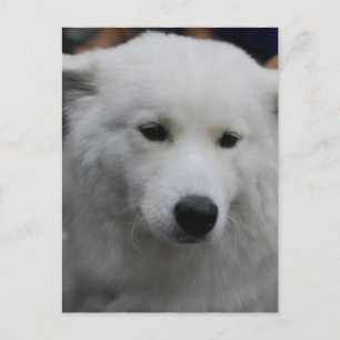 Cute Samoyed Postcard