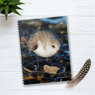 Cute Sanderling Dines on Clam at Beach Notebook