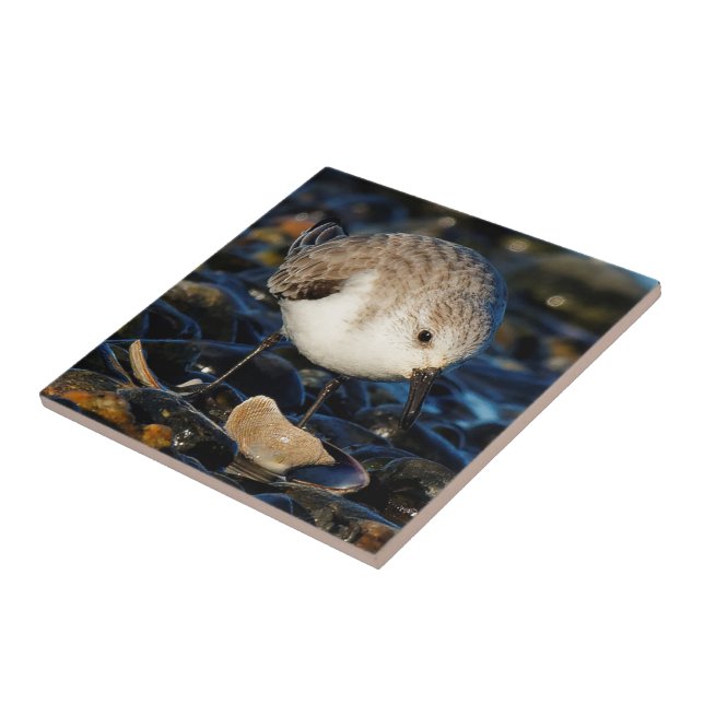 Cute Sanderling Dines on Tasty Clam Ceramic Tile (Side)