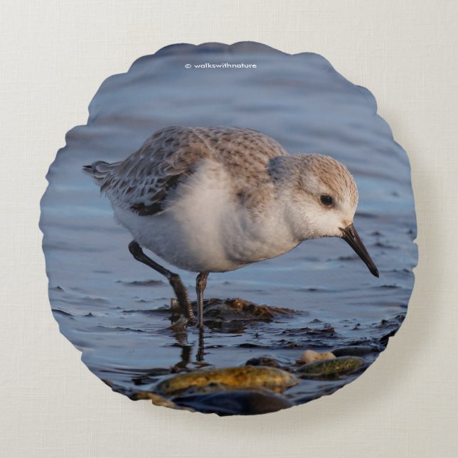Cute Sanderling Sandpiper Shorebird at the Beach Round Cushion (Front)