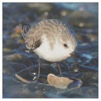 Cute Sanderling Sandpiper Shorebird Dines on Clam