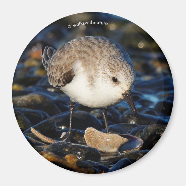 Cute Sanderling Sandpiper Shorebird Dines on Clam Magnet (Front)