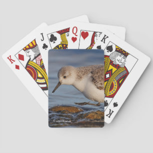Cute Sanderling Sandpiper Walks Winter Beach Playing Cards