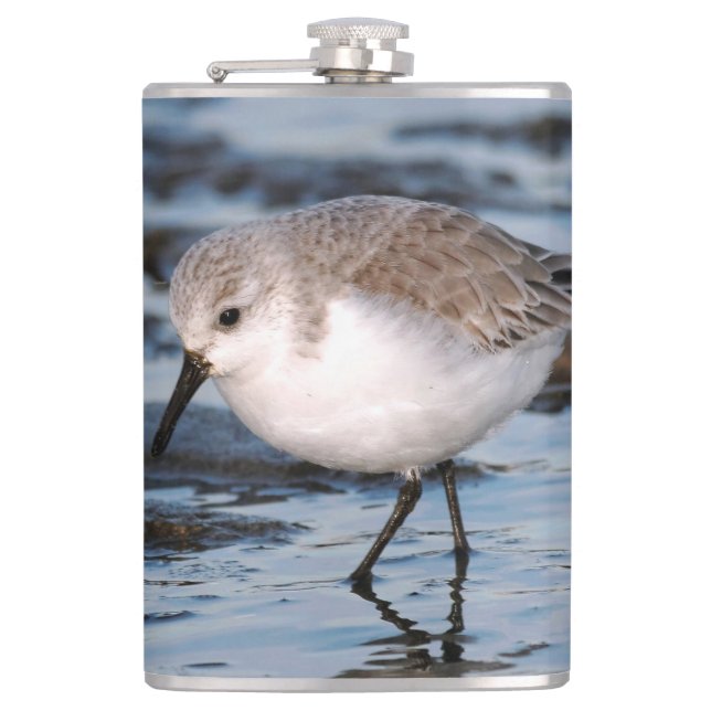 Cute Sanderling Sandpiper Wanders Winter Shores Hip Flask (Front)