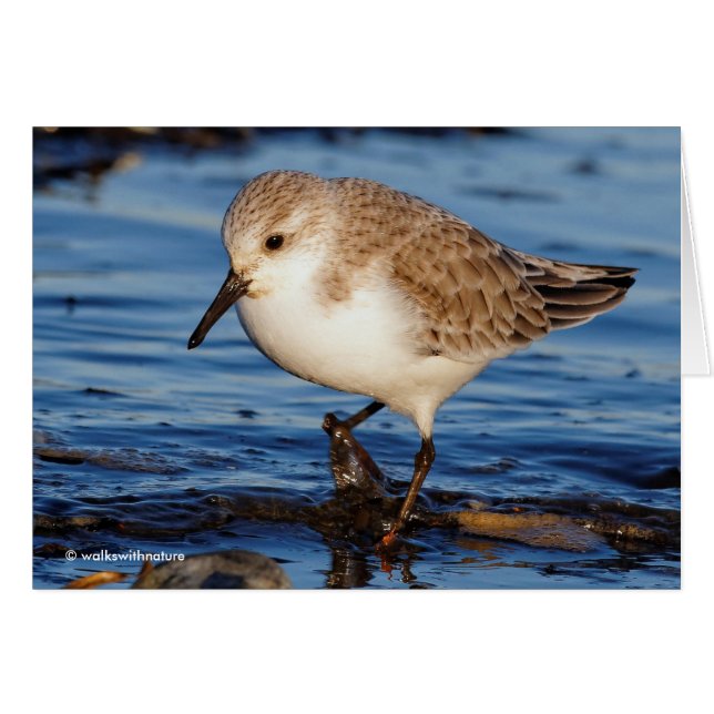 Cute Sanderling Sandpiper Wanders Wintry Shores (Front Horizontal)