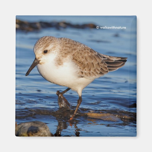 Cute Sanderling Sandpiper Wanders Wintry Shores Magnet (Front)