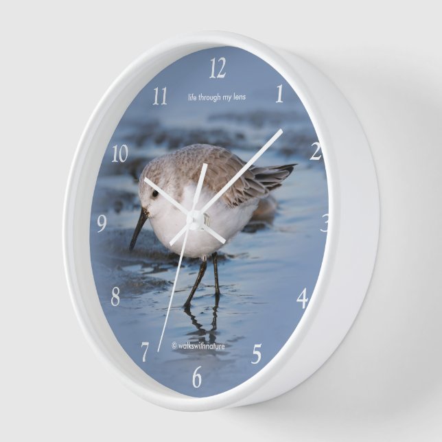 Cute Sanderling Shorebird Wandering a Winter Beach Clock (Angle)