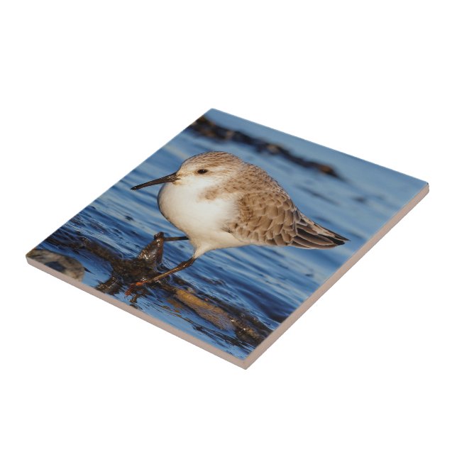Cute Sanderling Wanders Wintry Shores Ceramic Tile (Side)