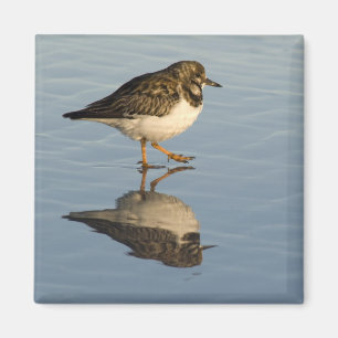 Cute Sandpiper Magnet