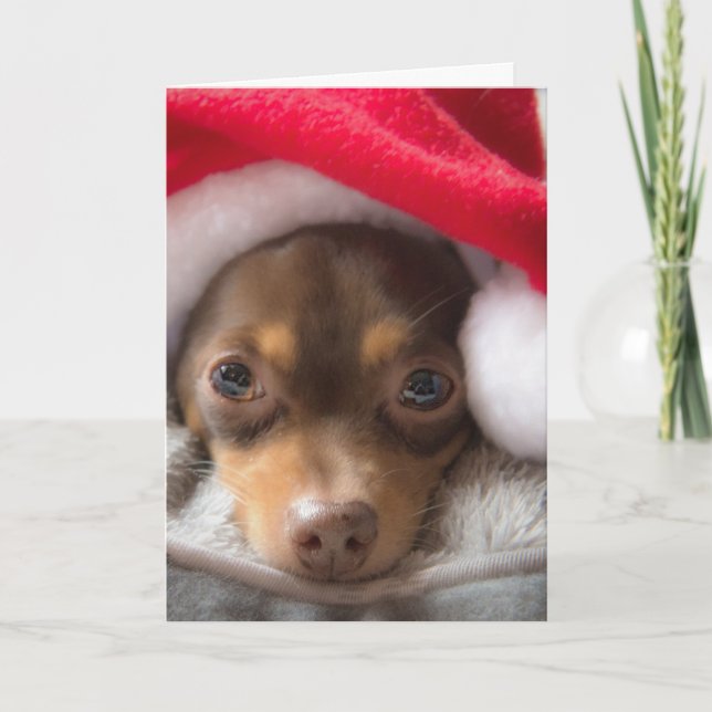 Cute Santa Chihuahua Feliz Navidad Card (Front)