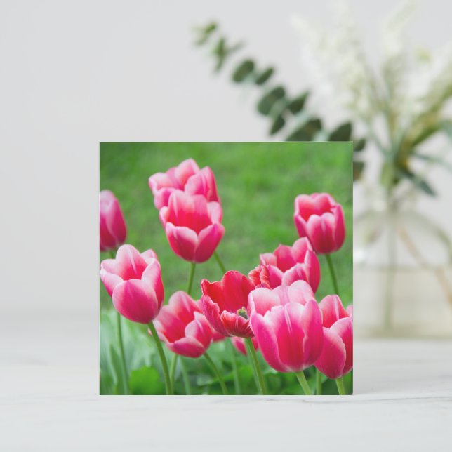 Cute scarlet tulips in the garden (Standing Front)