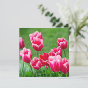 Cute scarlet tulips in the garden