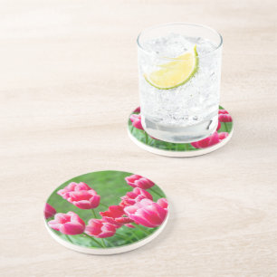 Cute scarlet tulips in the garden coaster