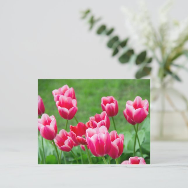 Cute scarlet tulips in the garden postcard (Standing Front)