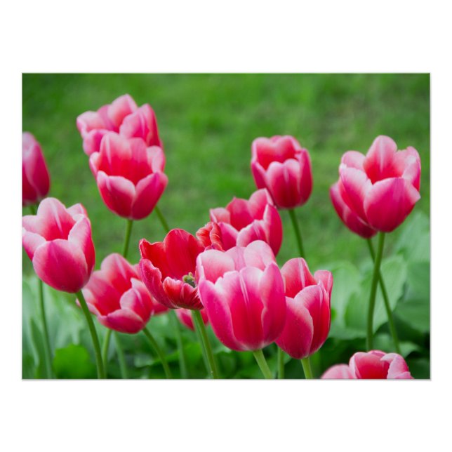 Cute scarlet tulips in the garden poster (Front)
