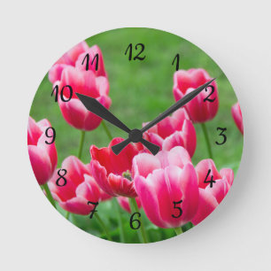 Cute scarlet tulips in the garden round clock