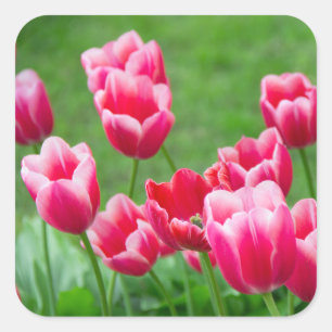 Cute scarlet tulips in the garden square sticker