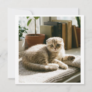 Cute Scottish Fold Cat Invitation Cosy Cat Lover 