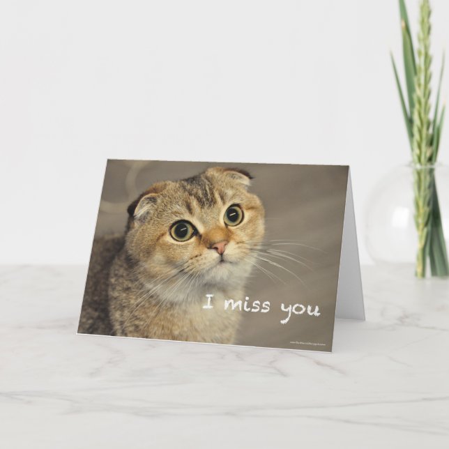 Cute scottish fold cat miss you card (Front)