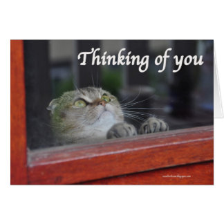 Cute Scottish Fold Cat thinking you pray card