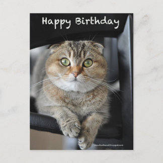 cute scottish fold noodles cat birthday postcard