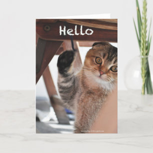 Cute scottish fold noodles cat hello card