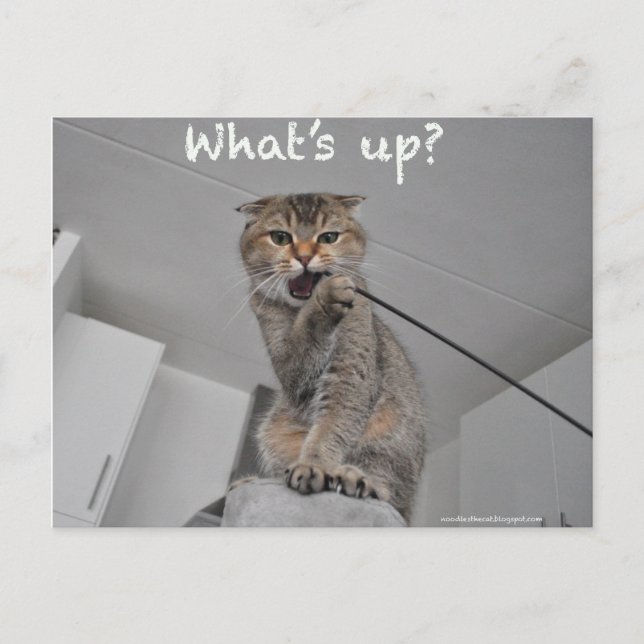 Cute scottish fold noodles cat hello funny card (Front)