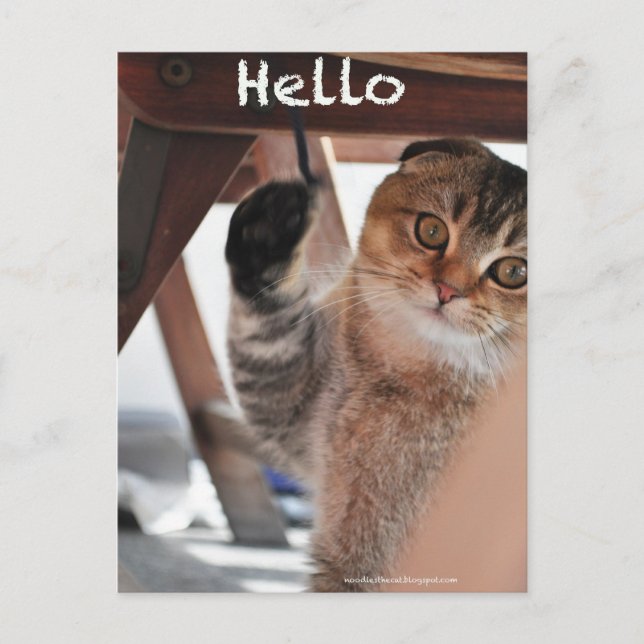 Cute Scottish fold noodles cat say hello postcard (Front)