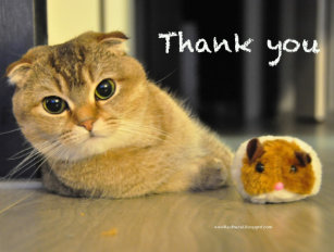 Cute Cat Thank You Postcards Zazzle Au