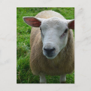 Cute Scottish Sheep Postcard