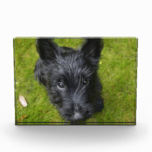 Cute Scottish Terrier Puppy Photo Block