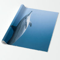 Cute Sea Dolphin