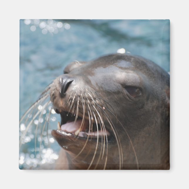 Cute Sea Lion Magnet (Front)