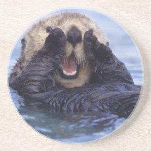 Cute Sea Otter   Alaska, USA Coaster