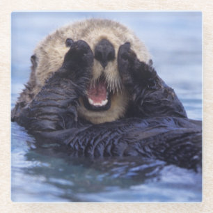 Cute Sea Otter   Alaska, USA Glass Coaster