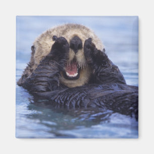 Cute Sea Otter Alaska, USA Magnet