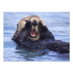 Cute Sea Otter Alaska, USA Photo Print
