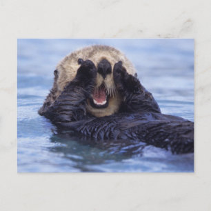 Cute Sea Otter Alaska, USA Postcard