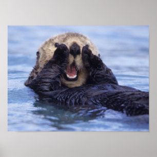 Cute Sea Otter Alaska, USA Poster