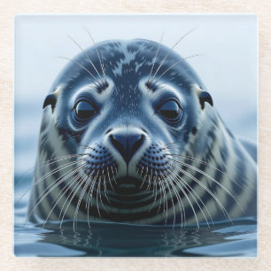 Cute Seal Close up Glass Coaster