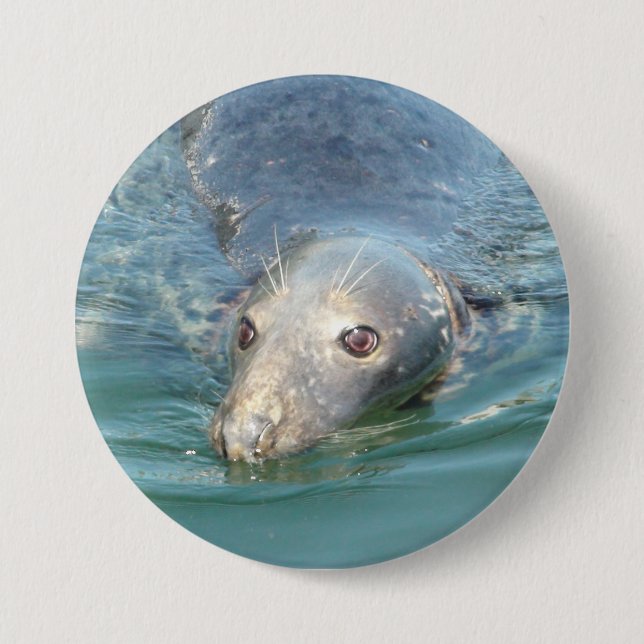 Cute Seal Photo in Cape Cod Chatham Pier Button (Front)