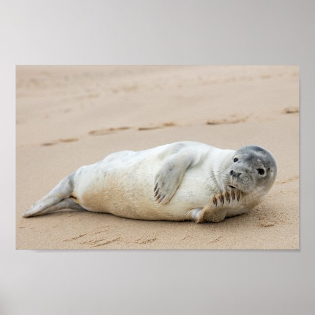 Cute Seal Posing on a Beach Poster (Front)