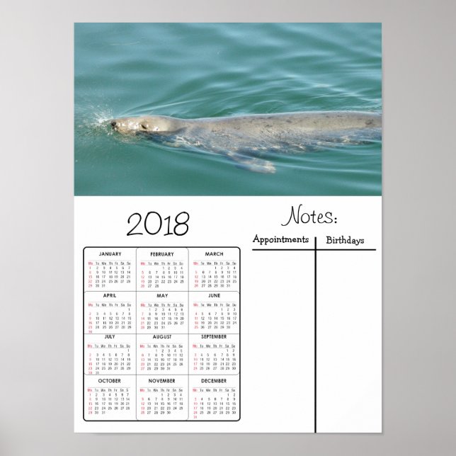 Cute Seal Swimming Photo 2018 Calendar Poster (Front)