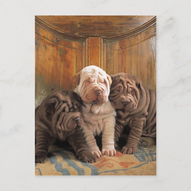 Cute Shar pei dreamers Postcard (Front)